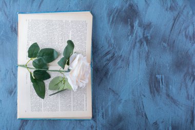 Mavi arka plan üzerine açık bir kitabın üzerine yerleştirilmiş tek bir beyaz gül. Yüksek kalite fotoğraf