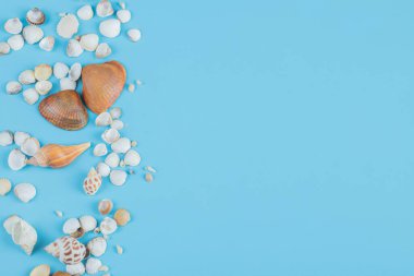 Üzerinde deniz kabukları olan mavi bir okyanus.