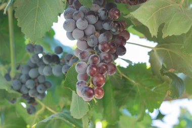 Bir ağacın kenarında büyüyen kırmızı üzüm demetleri.