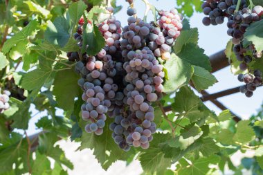 Yeşil yaprakların üzerinde asılı ağır üzüm demetleri