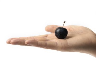 Elinde siyah kirazlı erik. Yüksek kalite fotoğraf