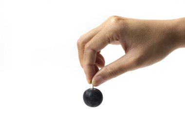 Kökünden alınmış bir kiraz eriği.