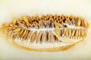 Taş zemine yarım dilimlenmiş sarı kavun yerleştirilmiş. Yüksek kalite fotoğraf