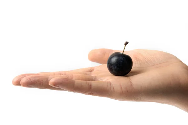 Mano Sosteniendo Puñado Cereza Madura Sobre Fondo Blanco — Foto de Stock