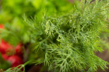 Taze organik dereotu yaprakları yakın görünüm dokusuna sahiptir. Yüksek kalite fotoğraf