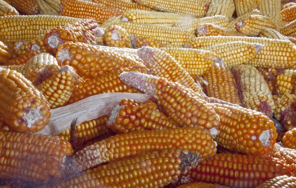 Много кукурузы — стоковое фото