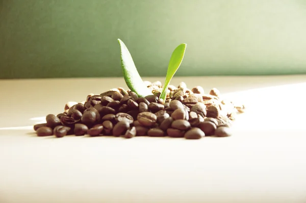 コーヒー豆や葉 — ストック写真
