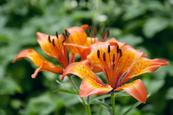 Flores en el jardín — Foto de Stock