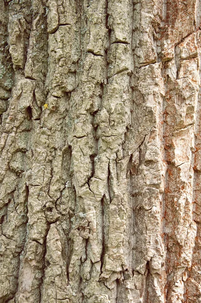 Textura de la madera vieja, —  Fotos de Stock