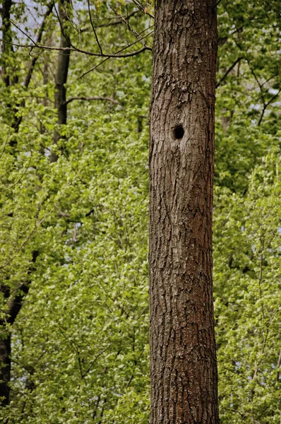 Árbol en un bosque con un hueco —  Fotos de Stock