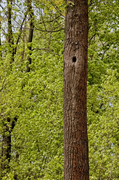 Árbol en un bosque con un hueco —  Fotos de Stock