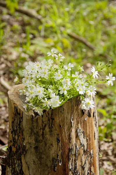 A bouquet  on a tree stump, — Stock Photo, Image