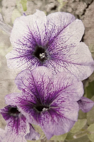 Card witn the flowers — Stock Photo, Image