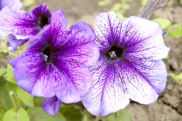 Violet flowers in the field — Stock Photo, Image