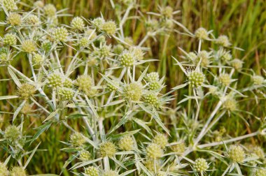 dikenli bir bitki alanında