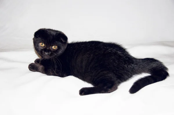 Cat on the white cloth — Stock Photo, Image