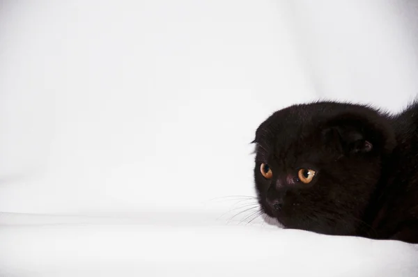 Head of the black little cat — Stock Photo, Image