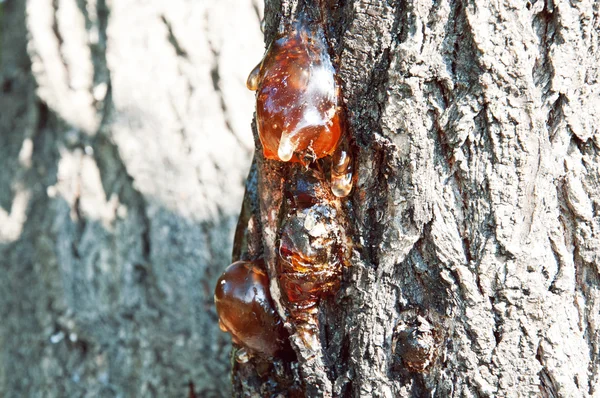 Corteza de árbol y una resina —  Fotos de Stock