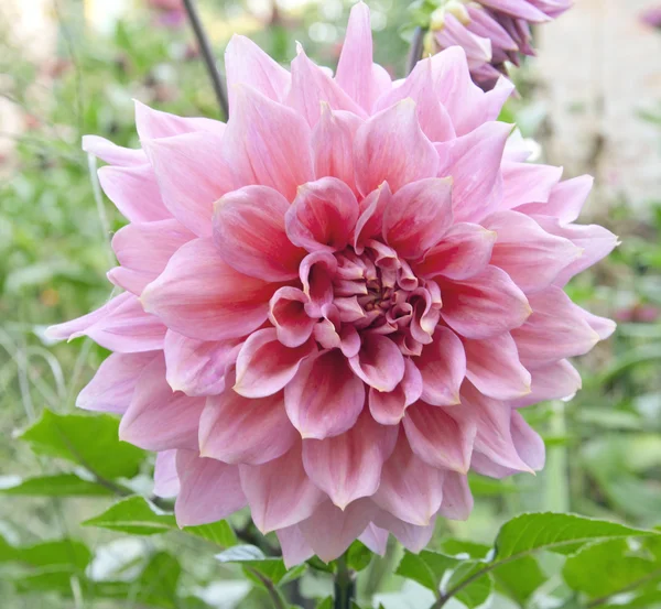 Flor con las hojas verdes — Foto de Stock