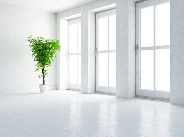 Green plant in the empty room — Stock Photo, Image