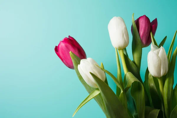 Beau Bouquet Tulipes Blanches Roses Sur Fond Bleu Photographie Stock — Photo