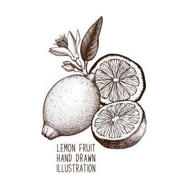 çizilmiş limon el