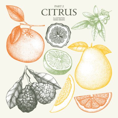 set of citrus fruits clipart