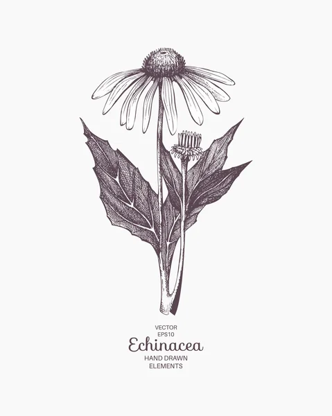 Echinacea disegnata a mano — Vettoriale Stock