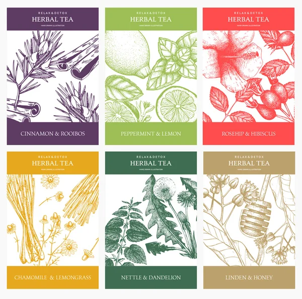 Ingredientes de té de hierbas — Vector de stock