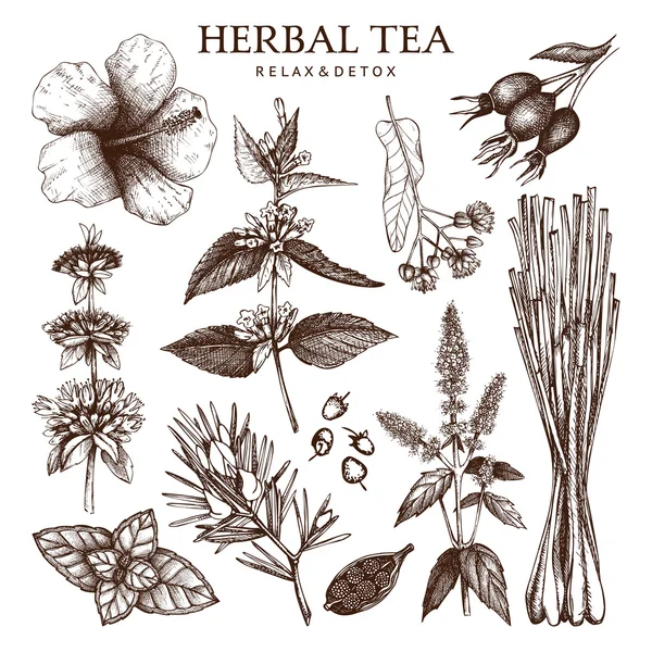 Bitkisel çay maddeler — Stok Vektör