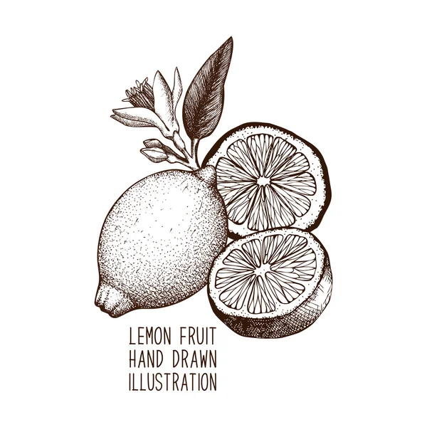 手工绘制的柠檬 — 图库矢量图片