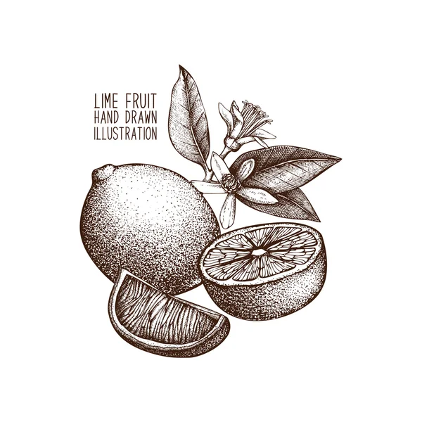 Kézzel rajzolt lime — Stock Vector