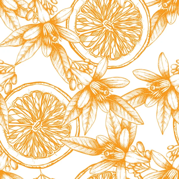 Fruits orange dessinés à la main — Image vectorielle