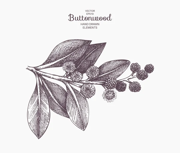 Hand getekende buttonwood afbeelding — Stockvector