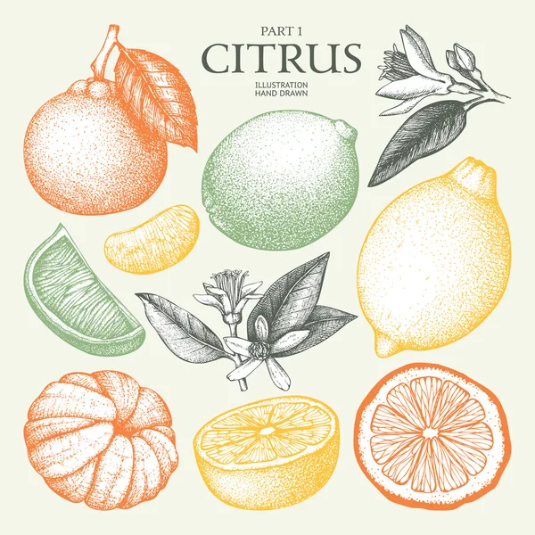 Set of citrus fruits — Stock Vector