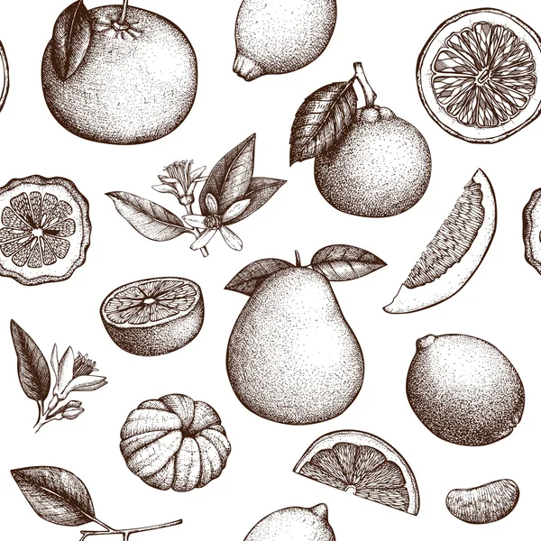 Set of citrus fruits — Stock Vector