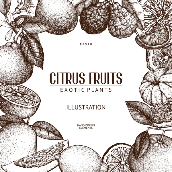 Set van citrusvruchten — Stockvector