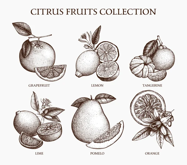 Sada citrusových plodů Vektorová Grafika