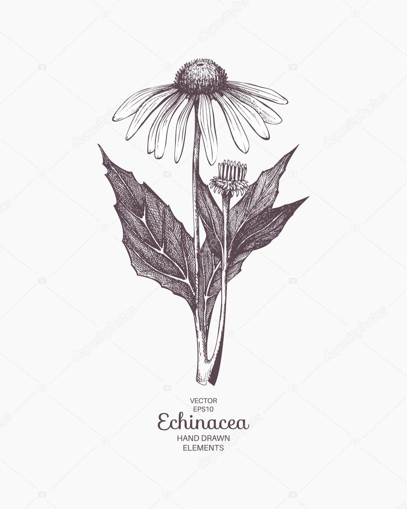 hand drawn echinacea
