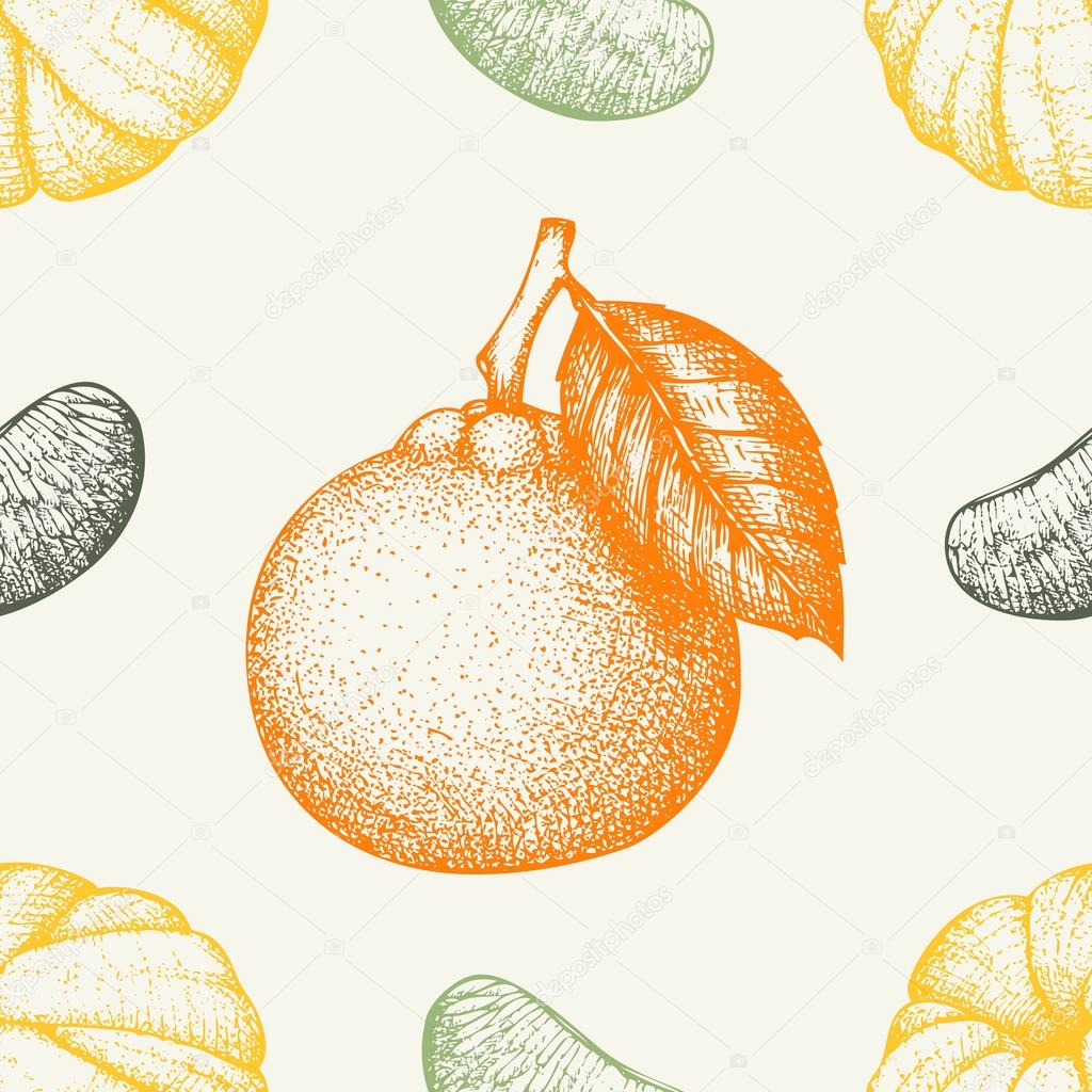 hand drawn tangerine fruits