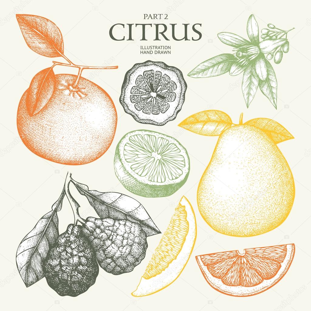 set of citrus fruits