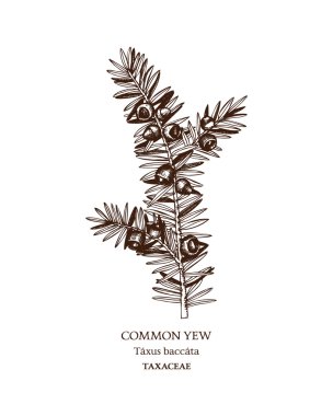 Zehirli bitki Taxus baccata