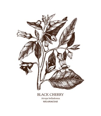Zehirli bitki Atropa belladonna
