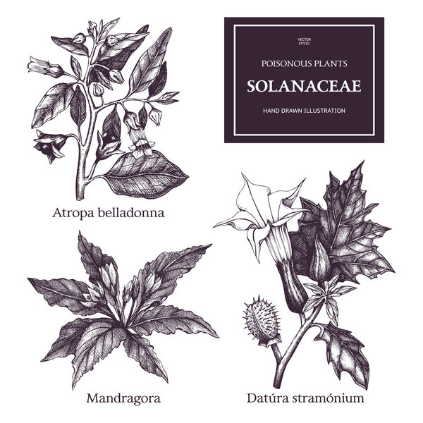 Ядовитые цветы
