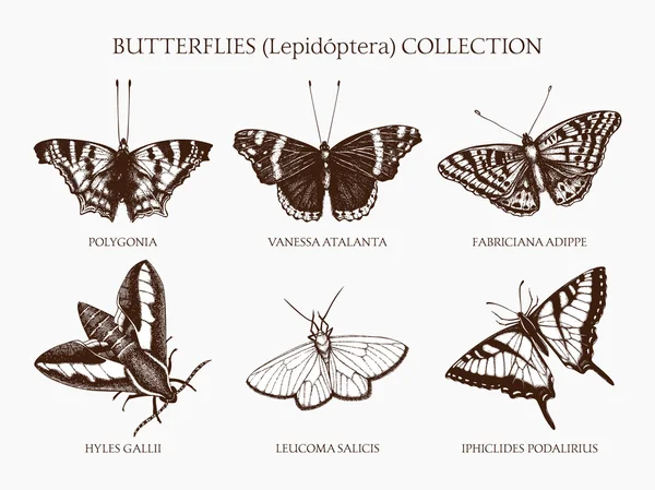 Vintage gyűjteménye pillangók — Stock Vector
