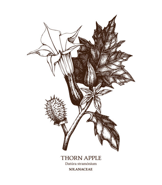 Ядовитое растение Datura stramonium
