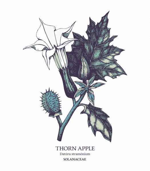 Ядовитое растение Datura stramonium
