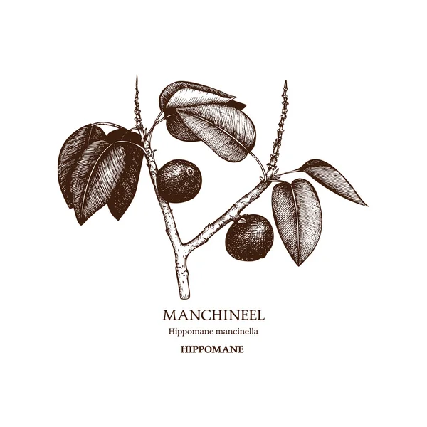 Planta venenosa Hippomane mancinella — Vector de stock
