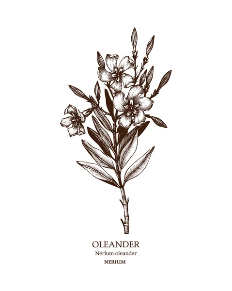 Planta venenosa Nerium oleander — Vector de stock