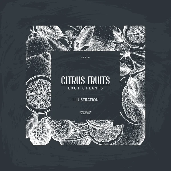 Ink hand drawn citrus — Wektor stockowy